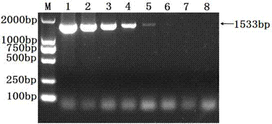 Haemophilus parasuis detection kit and detection method thereof