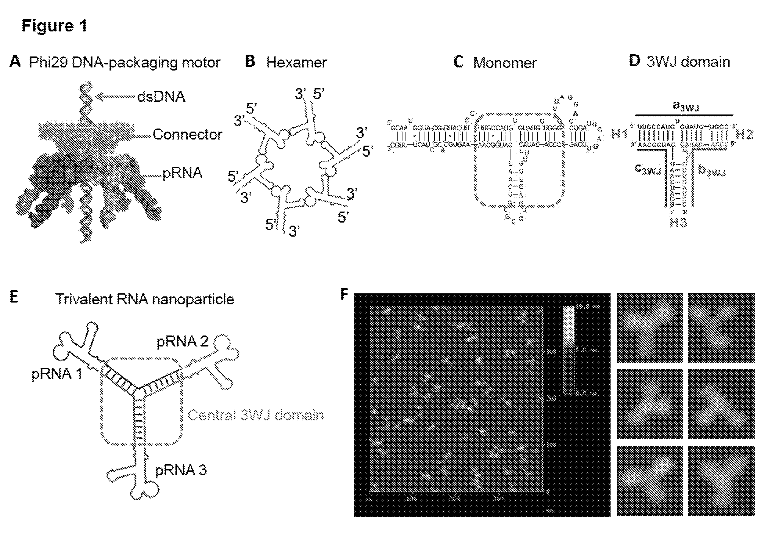 pRNA multivalent junction domain for use in stable multivalent RNA nanoparticles