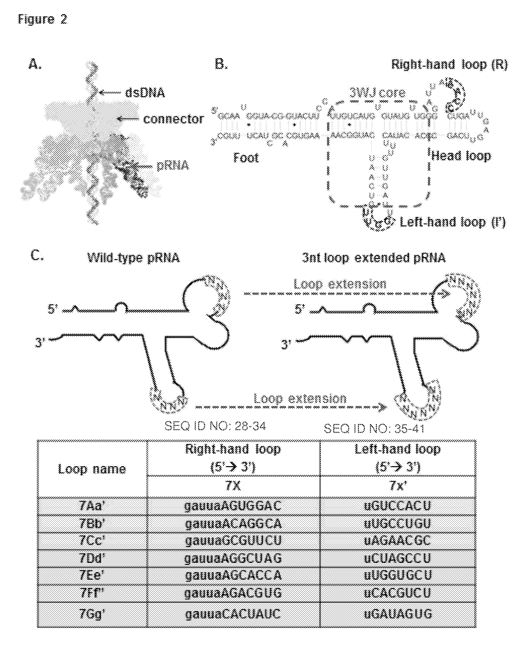 pRNA multivalent junction domain for use in stable multivalent RNA nanoparticles