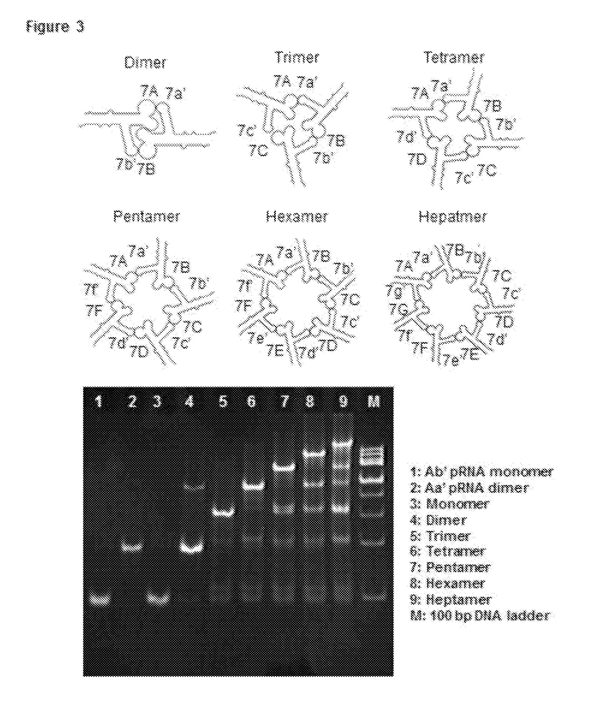 pRNA multivalent junction domain for use in stable multivalent RNA nanoparticles