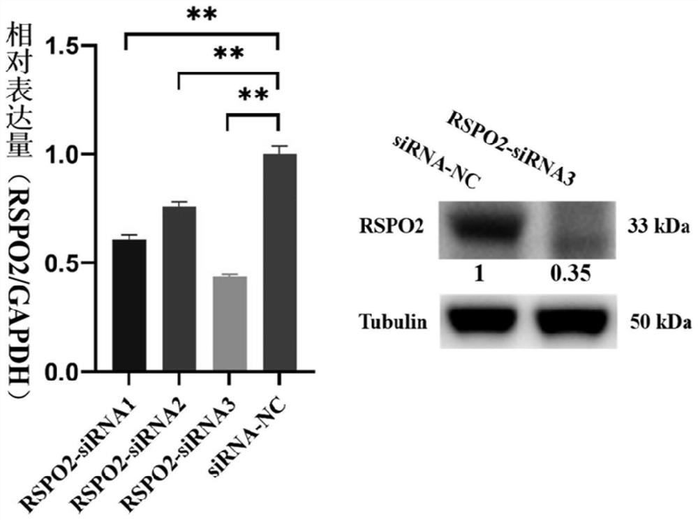 Application of RSPO2 gene to porcine ovarian granulosa cells