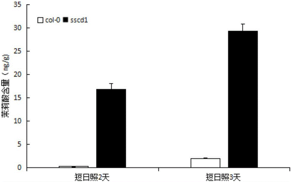 Application of Arabidopsis thaliana SSCD1 gene mutation in regulating synthesis of jasmonic acid in plants