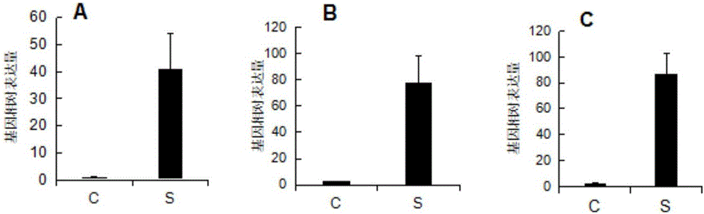 Application of Arabidopsis thaliana SSCD1 gene mutation in regulating synthesis of jasmonic acid in plants