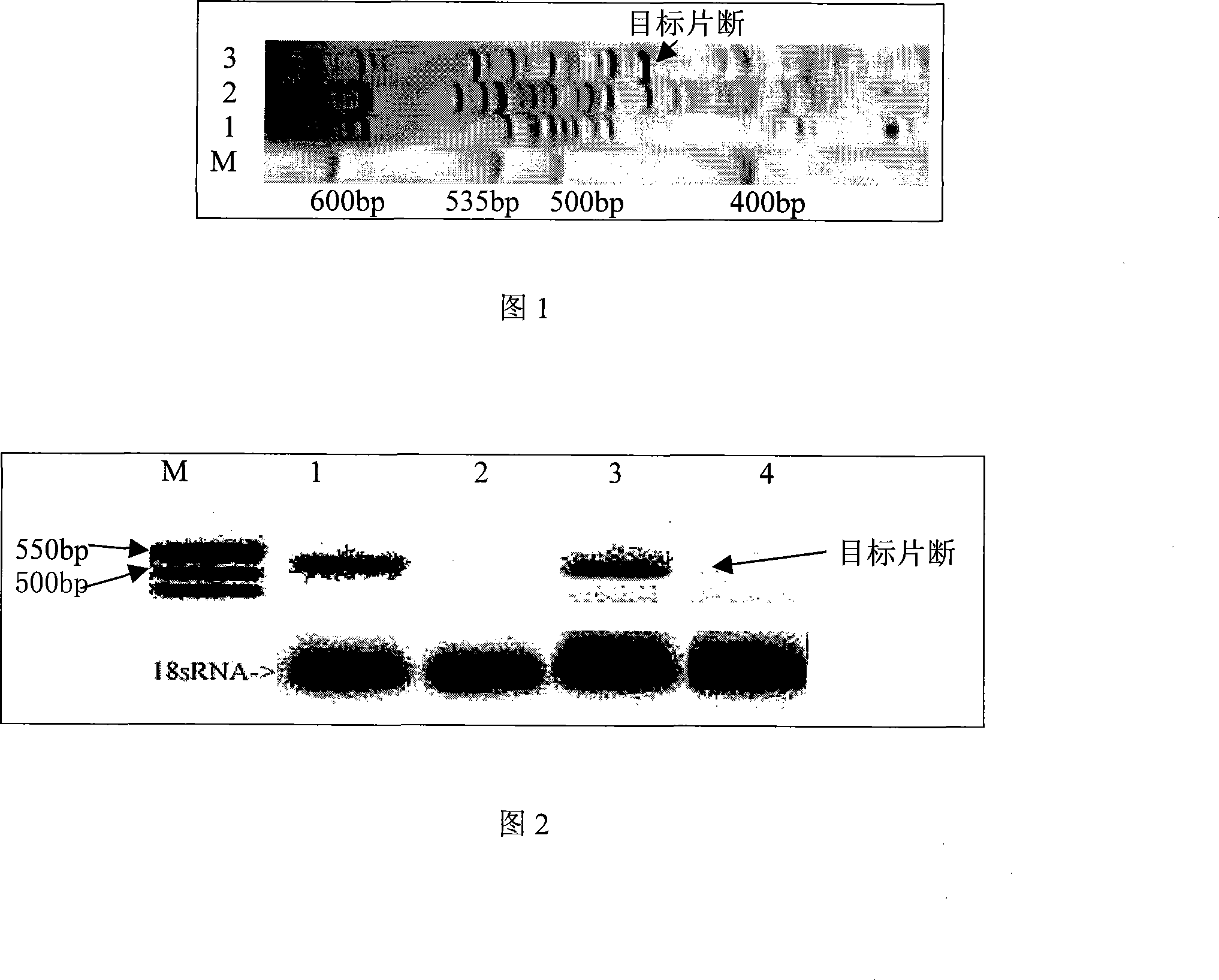 Lepidoptera transposon gene tpa and application thereof