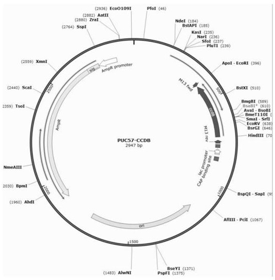 Toxic protein gene leakage expression cloning method