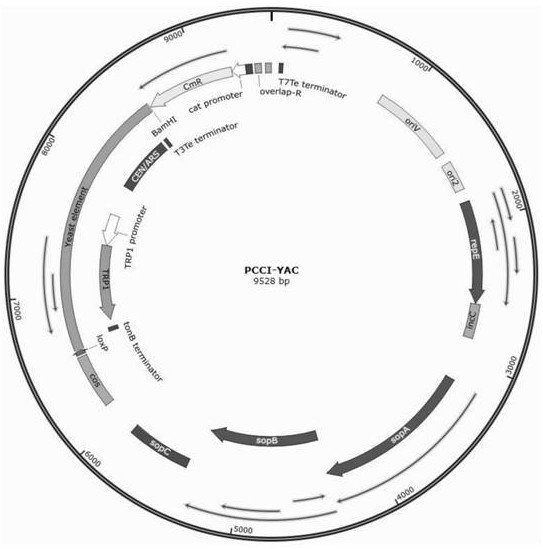 Toxic protein gene leakage expression cloning method