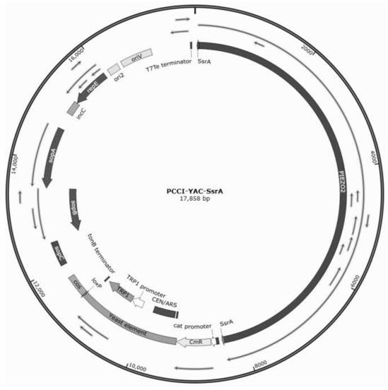 Toxic protein gene leakage expression cloning method