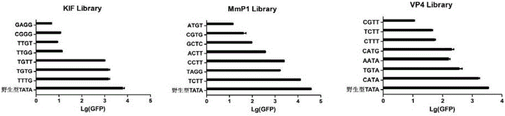 System for inducing foreign genes to express in gram-negative bacteria and application of system