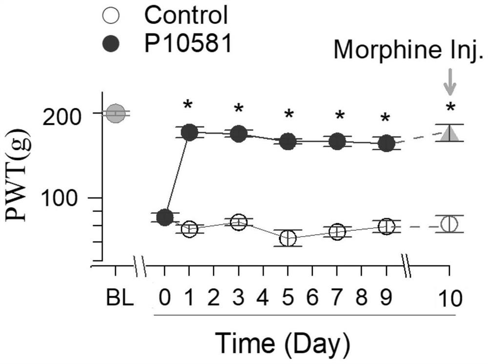 Oligopeptide capable of relieving analgesic tolerance of morphine in neuropathic pain and application of oligopeptide