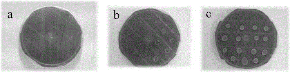 Cellulose ether as a drift control agent and rainfastness agent