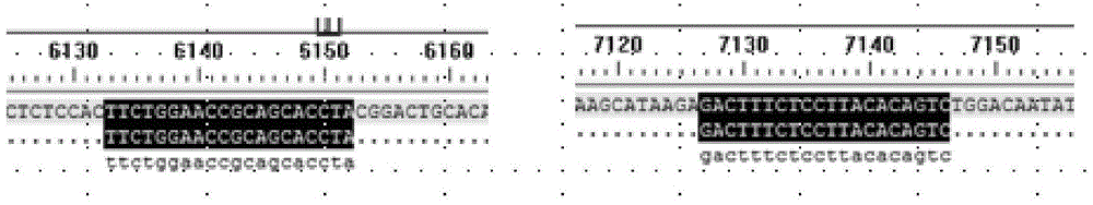 Method for preparing MC4R gene knockout pig