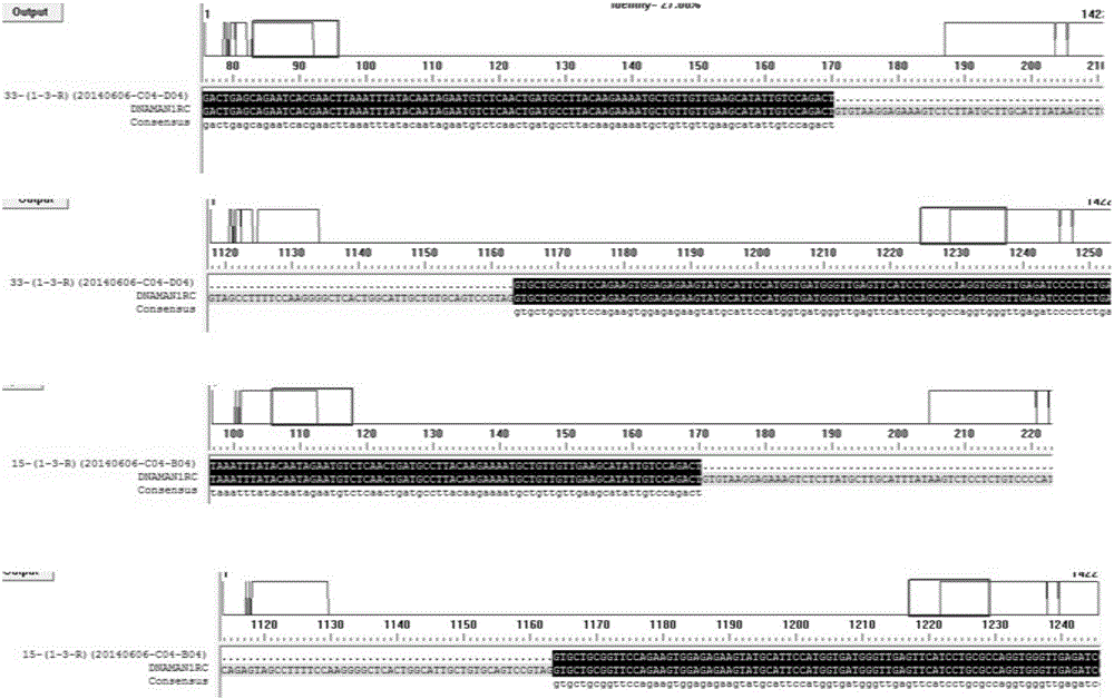 Method for preparing MC4R gene knockout pig