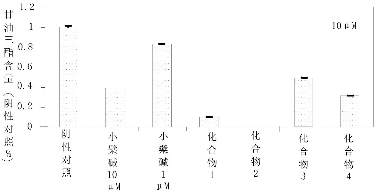 An anti-obesity drug containing wild chrysanthemum extract