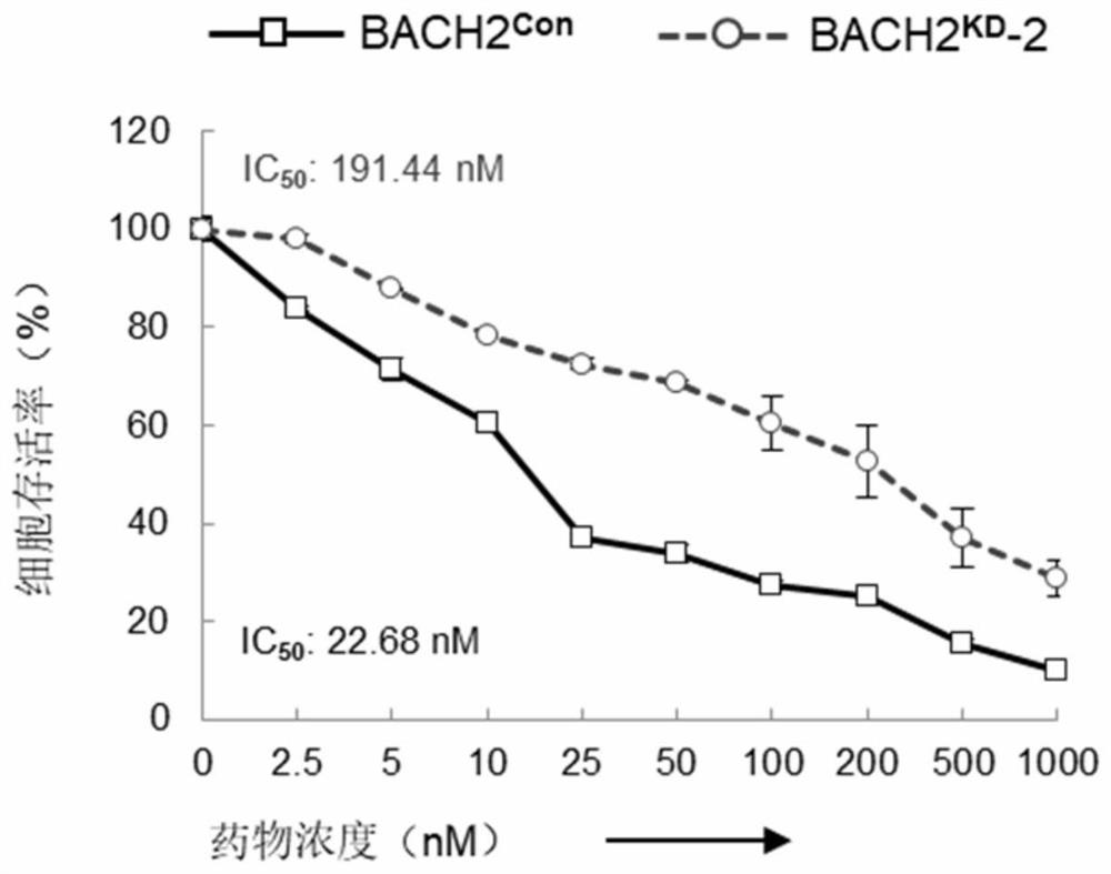 Application of cytarabine and proto-oncoprotein c-FOS inhibitor in preparation of product for treating leukemia