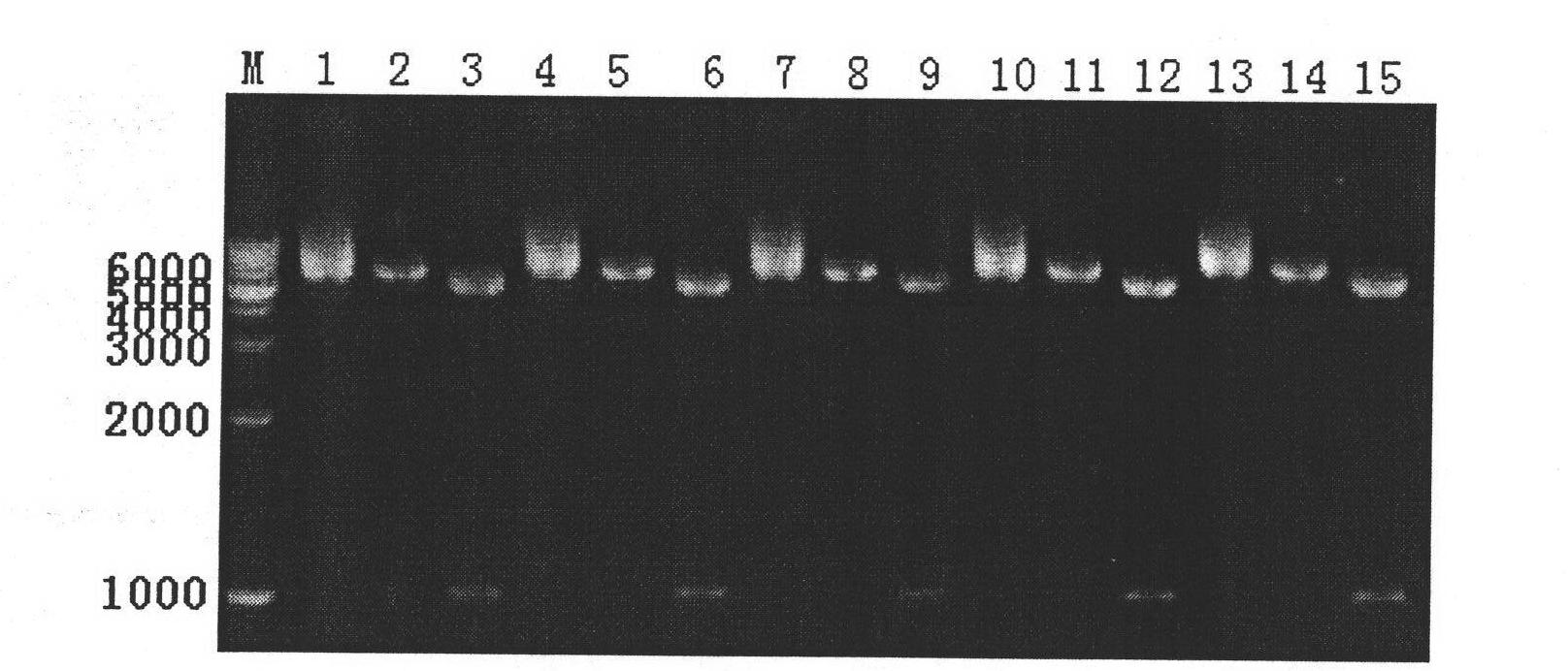 Clostridium difficile exotoxin A carboxy-terminal gene sequence with optimized codon and nucleic acid vaccine thereof