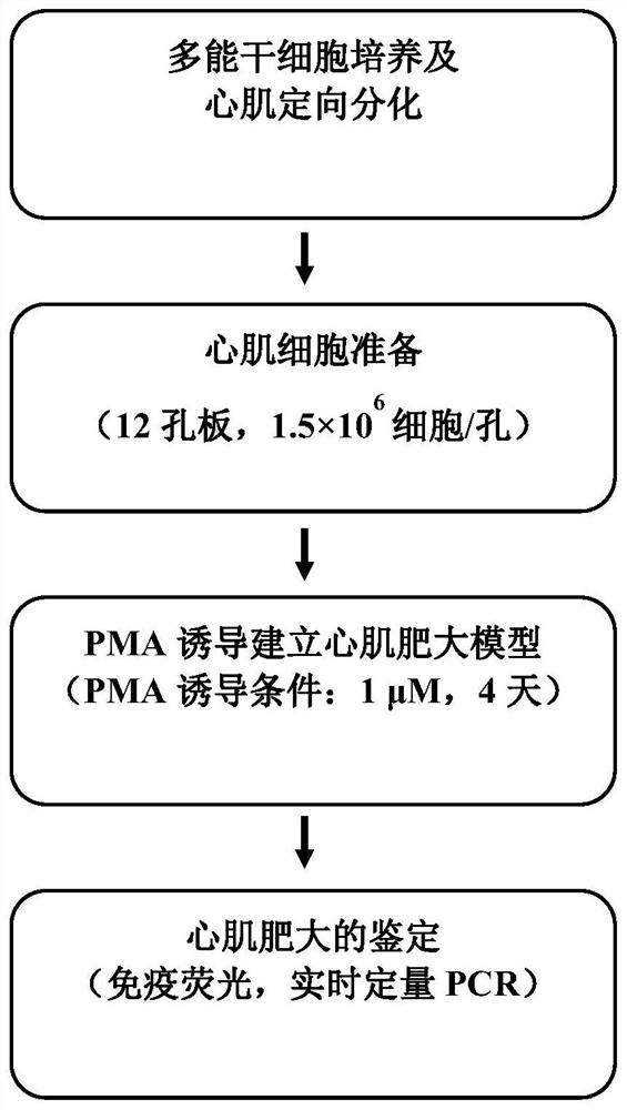 A method for establishing a "human-derived" cardiac hypertrophy model based on pluripotent stem cell technology