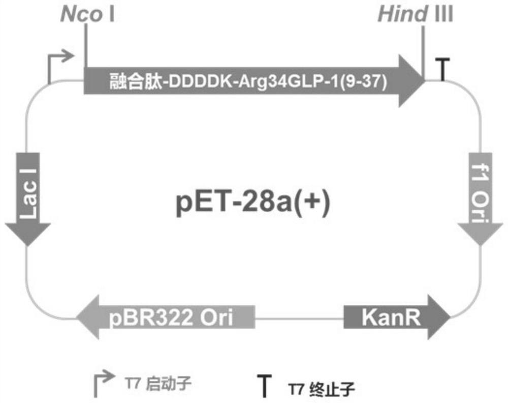 Fusion protein and method for preparing semeglutide intermediate polypeptide from fusion protein