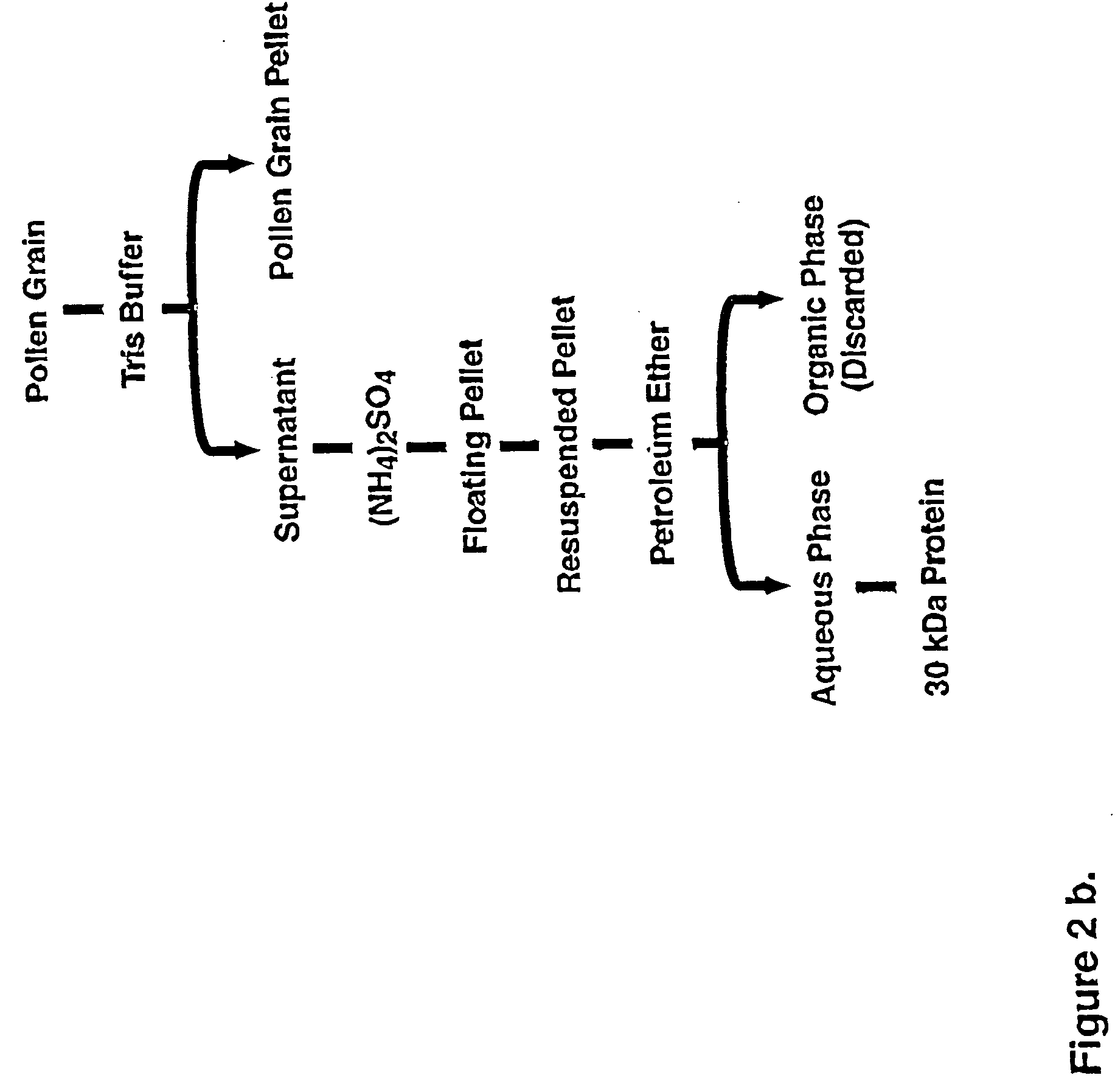 Walnut and ryegrass allergens