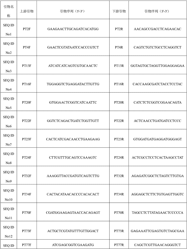 Primer set of puccinia recondita tritici EST-SSR molecular marker, detection method and application thereof