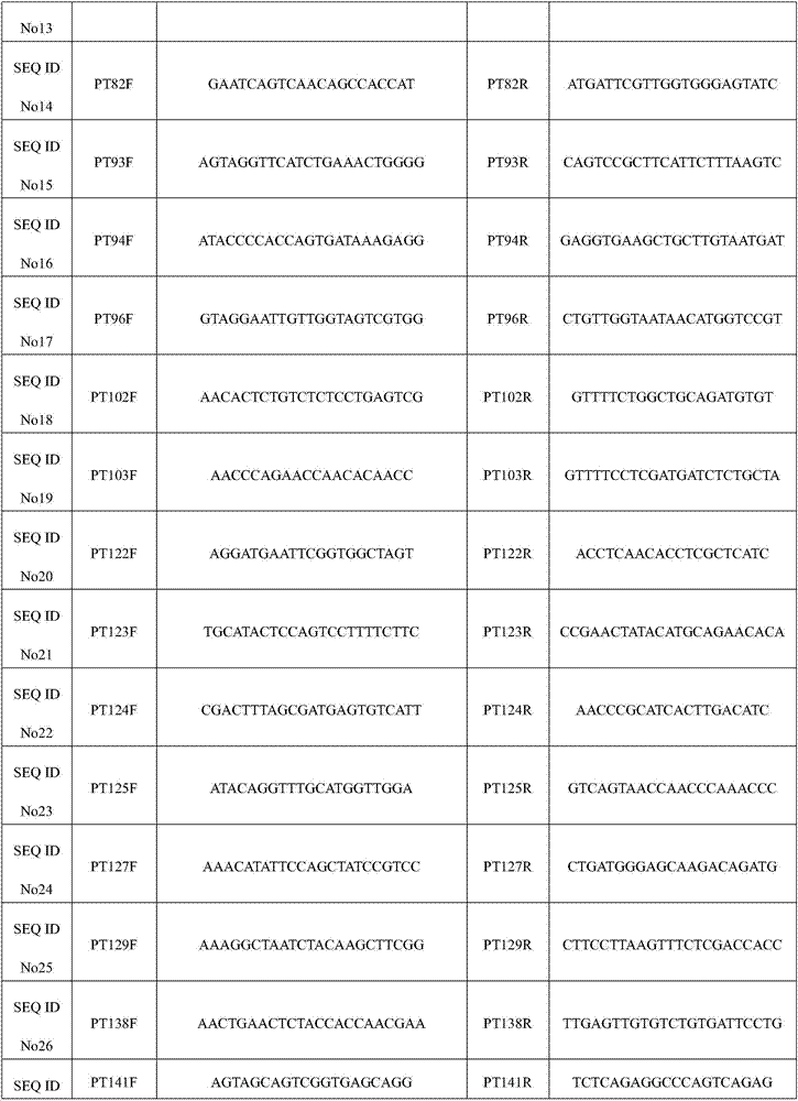 Primer set of puccinia recondita tritici EST-SSR molecular marker, detection method and application thereof