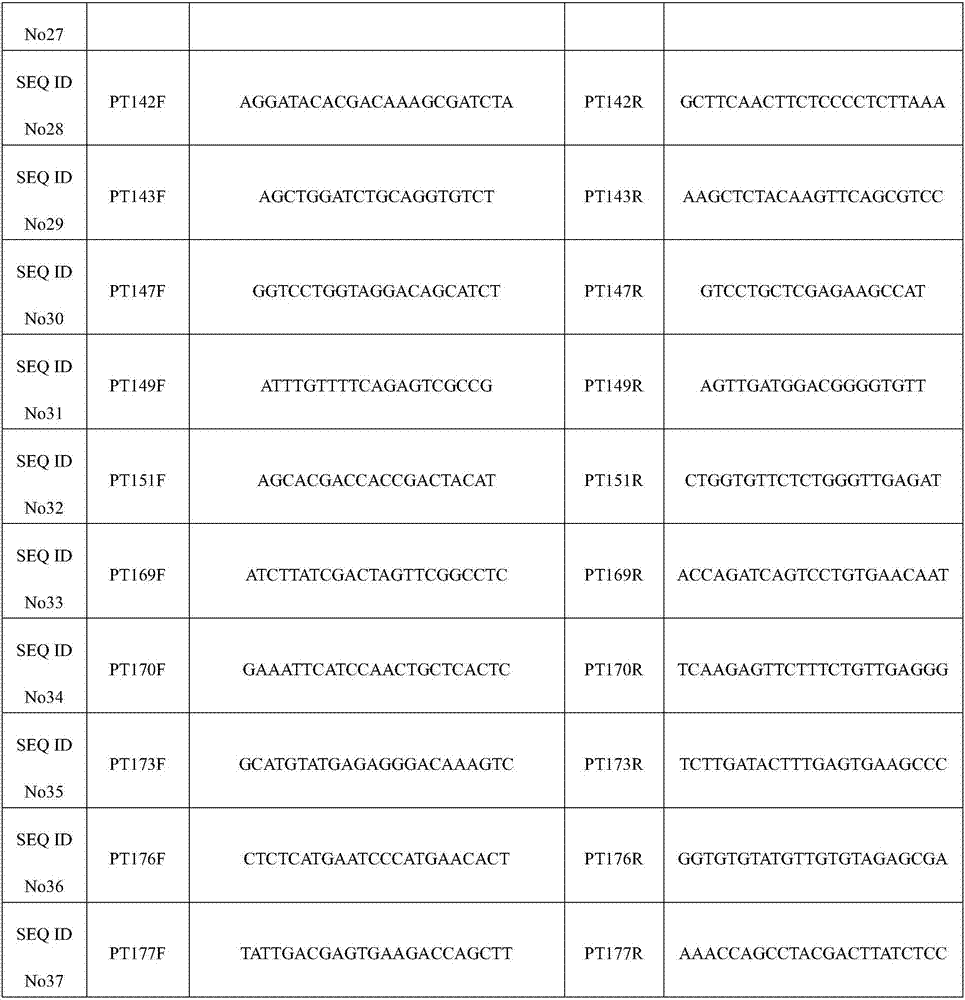 Primer set of puccinia recondita tritici EST-SSR molecular marker, detection method and application thereof