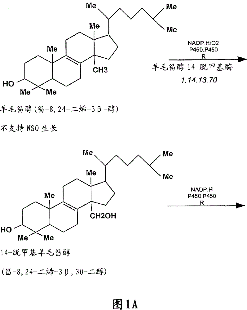 Compositions and methods for metabolic selection of transfected cells