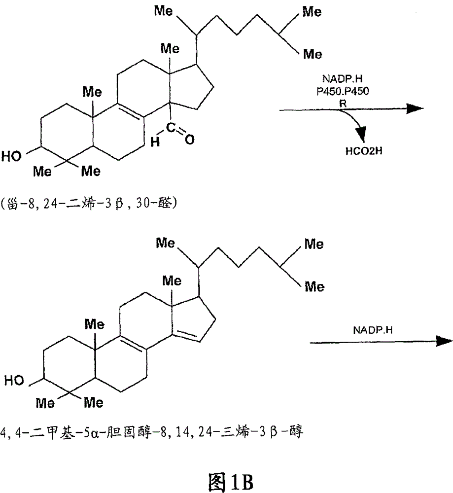 Compositions and methods for metabolic selection of transfected cells