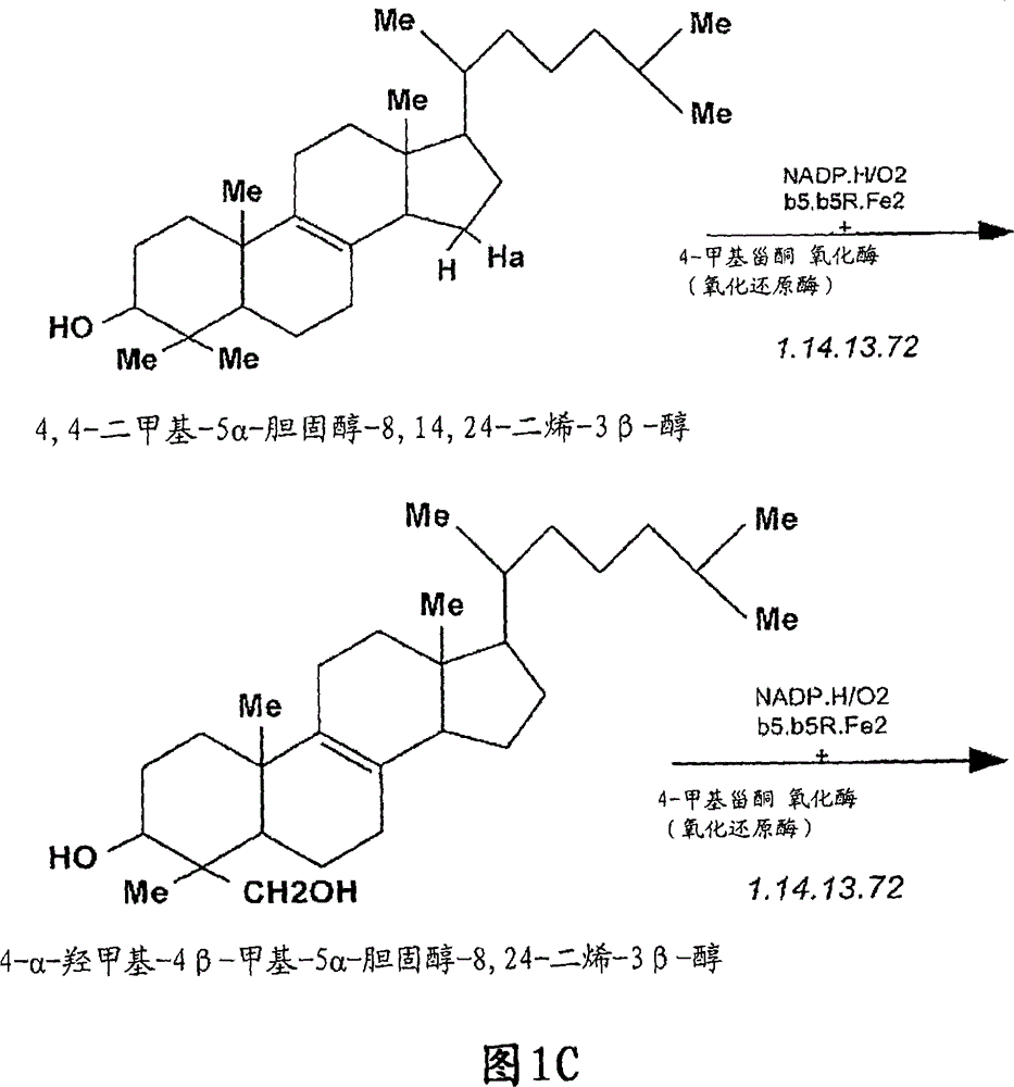 Compositions and methods for metabolic selection of transfected cells