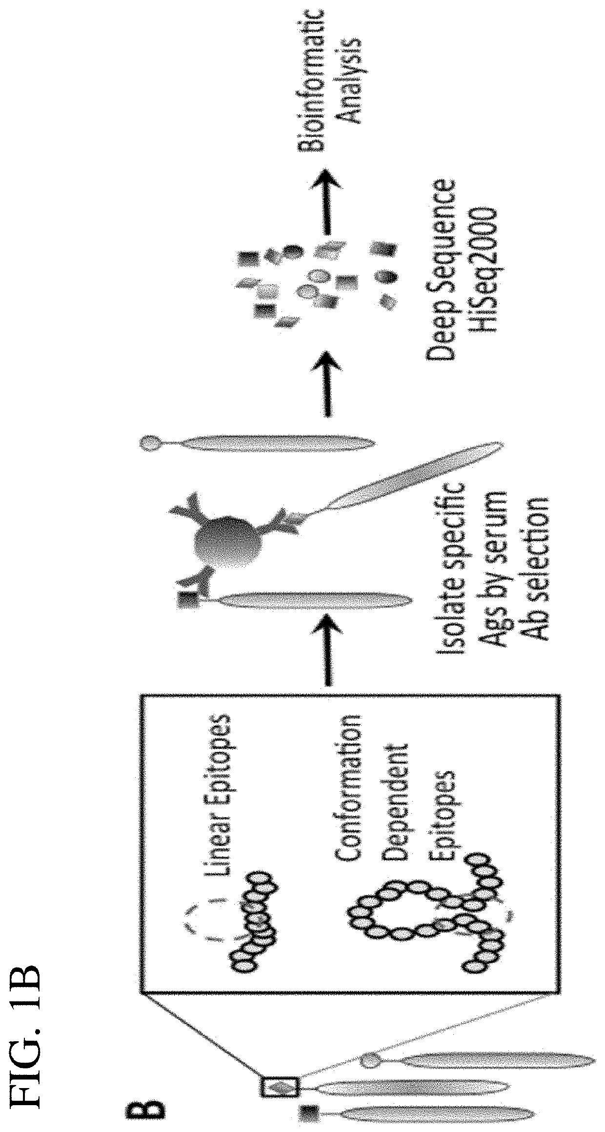 Antigen display system and methods for characterizing antibody responses