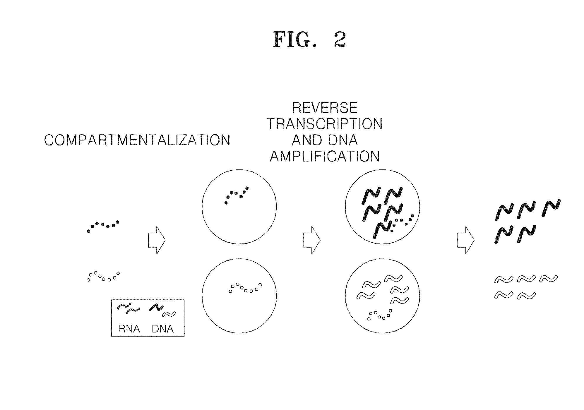 Method of amplifying DNA from RNA in a sample