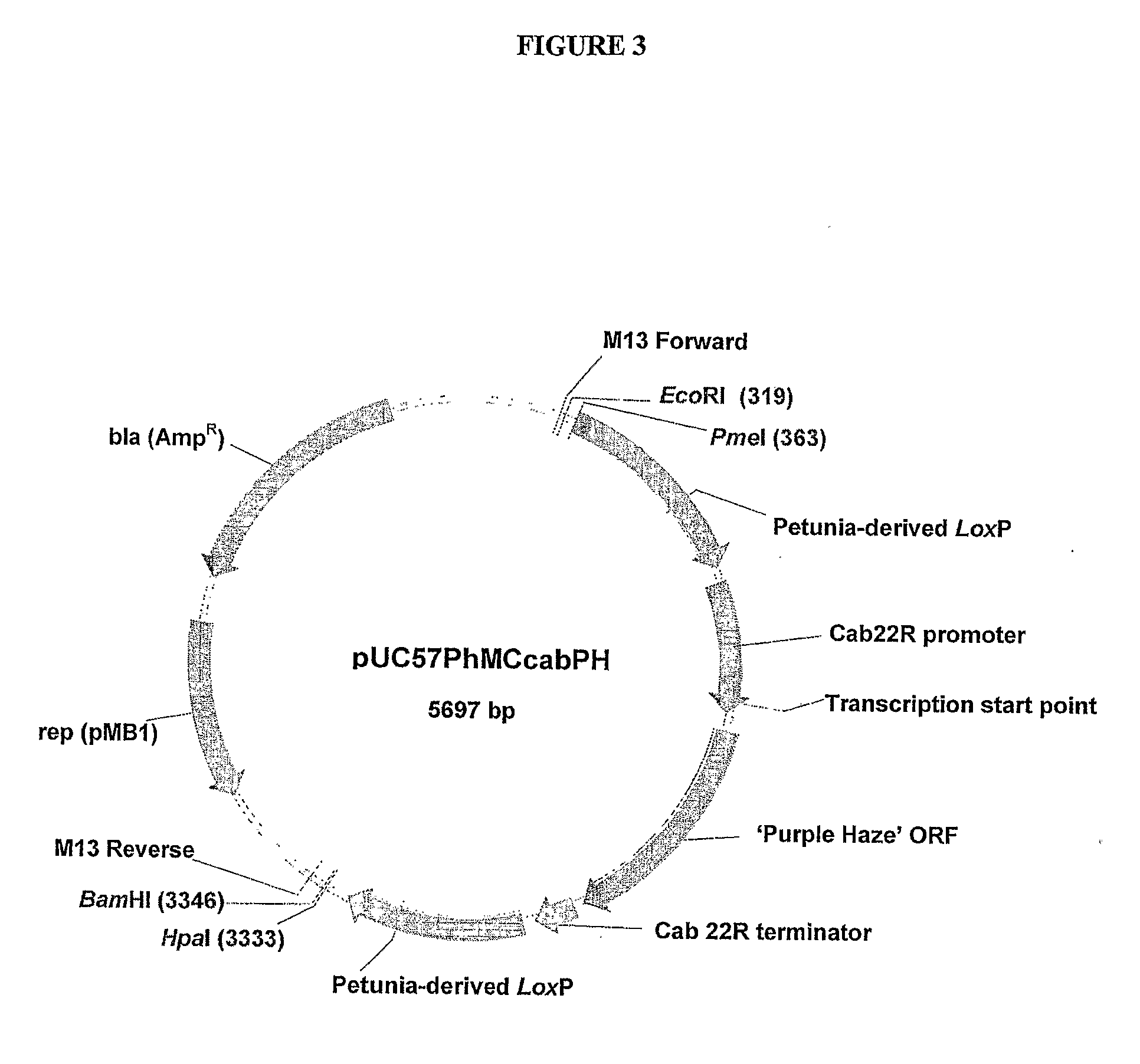 Plant transformation using DNA minicircles