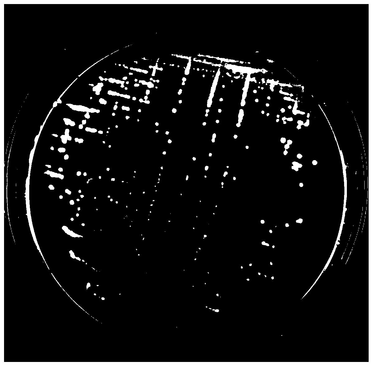 A kind of Acinetobacter ruckeri and its application in degrading pyrethroid pesticides