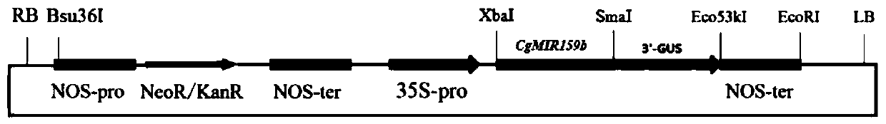 Application of cymbidium goeringii miR159b in enhancing cold sensitivity of plants