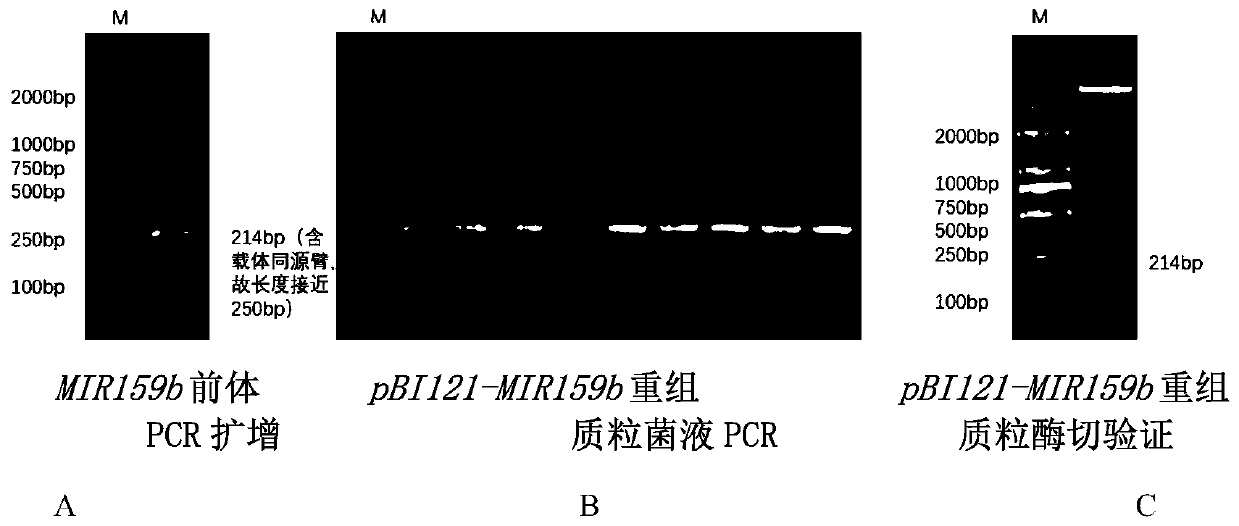 Application of cymbidium goeringii miR159b in enhancing cold sensitivity of plants