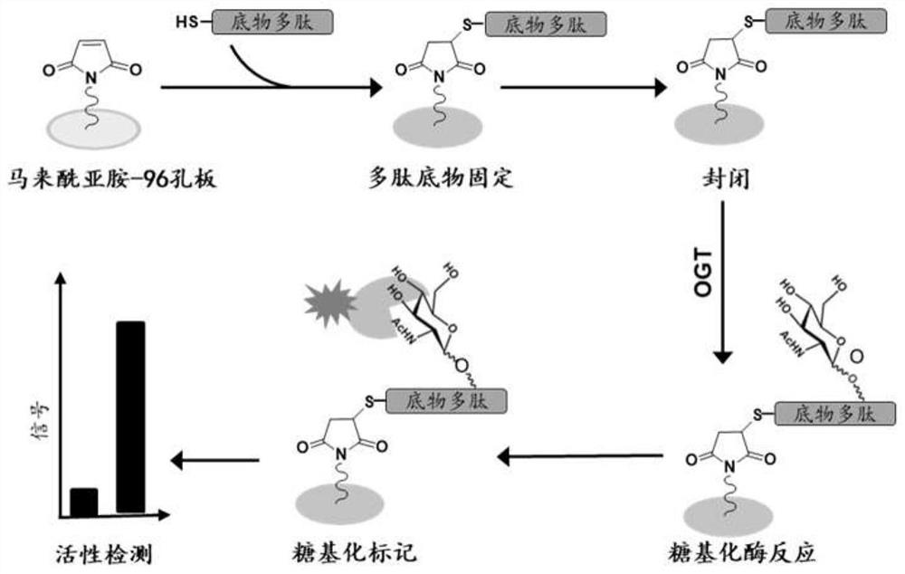 Method for detecting OGT enzyme activity in vitro