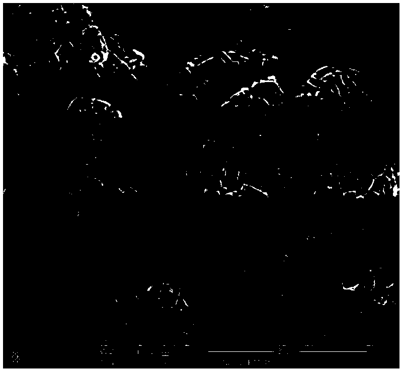 Nanometer agglomerated sheet-shaped mordenite catalyst