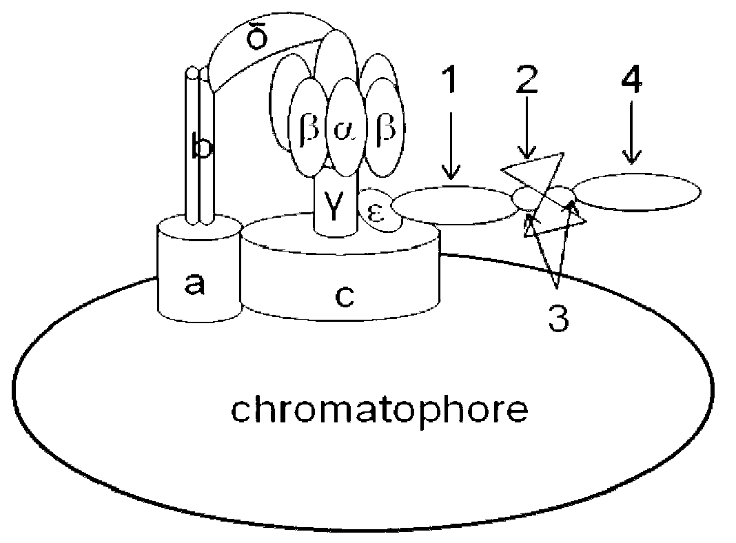 Method of assisting to identify irradiated lipid-containing foods