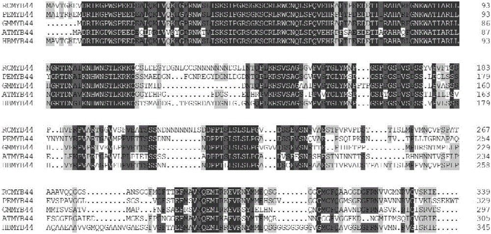 Rubber tree transcription factor HbMYB44 gene and application thereof