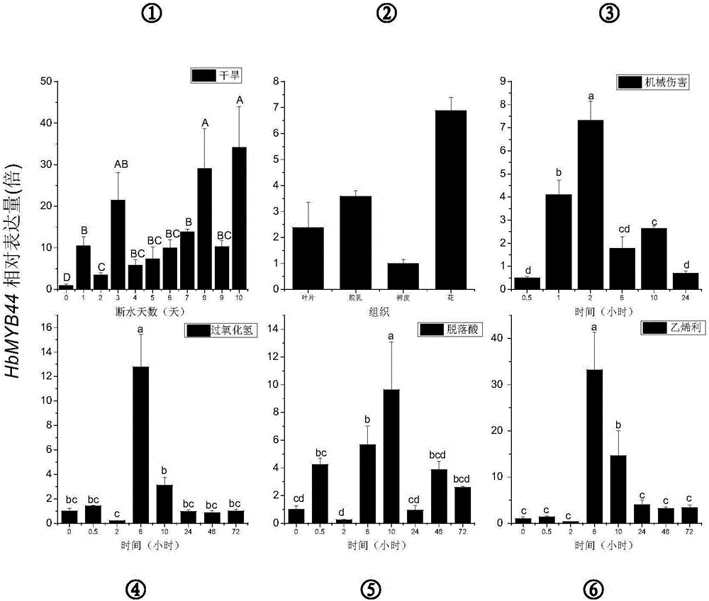 Rubber tree transcription factor HbMYB44 gene and application thereof