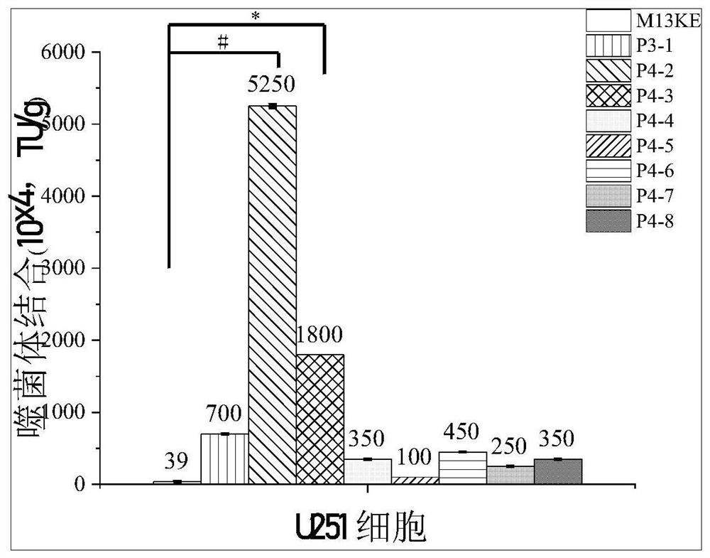 A specific short peptide targeting glioma cells, its coding gene and its application