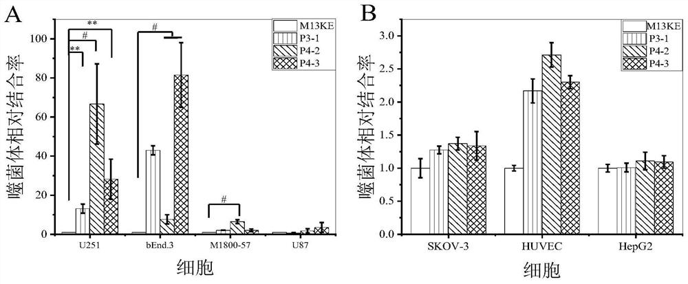 A specific short peptide targeting glioma cells, its coding gene and its application