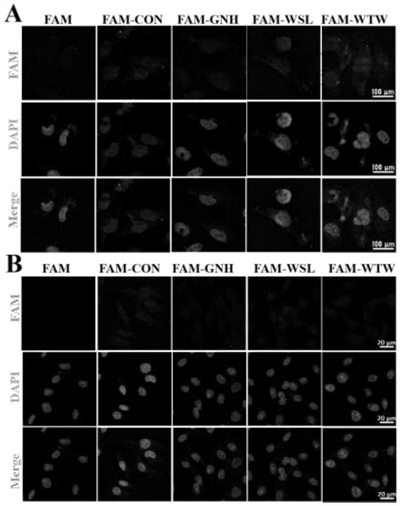 A specific short peptide targeting glioma cells, its coding gene and its application