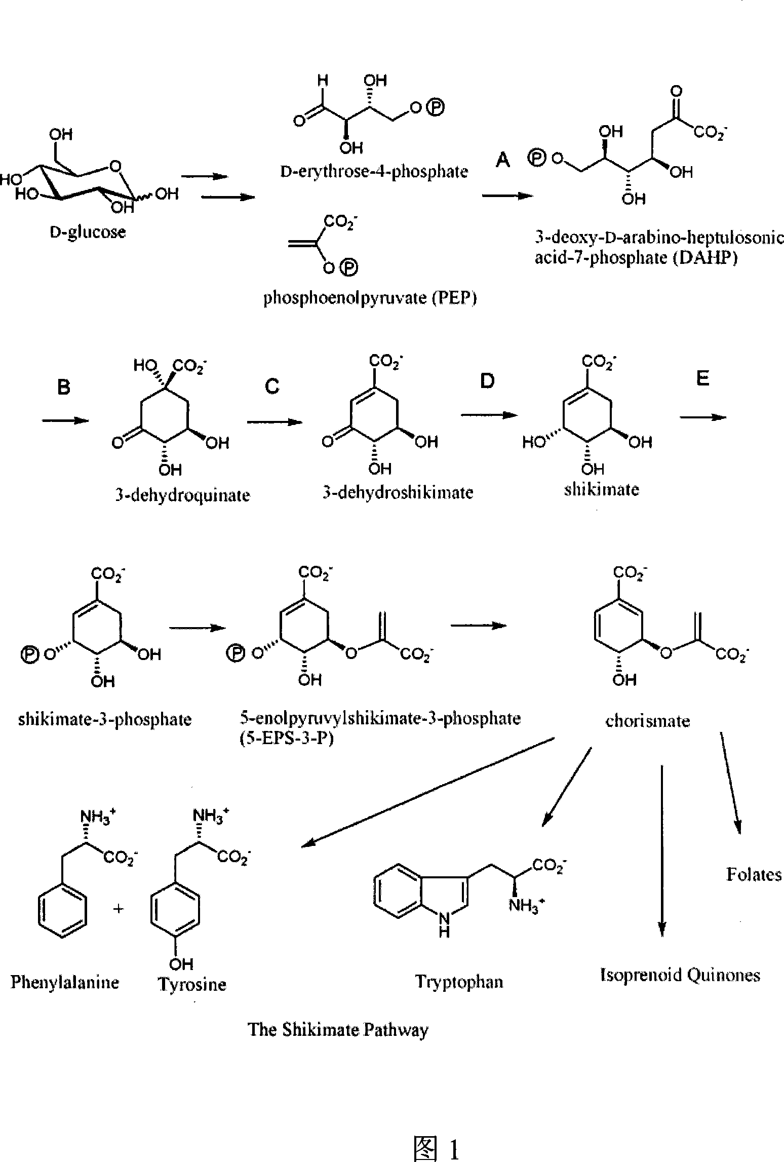 Method for preparing shikimic acid using biosynthesis technology and engineered bacteria