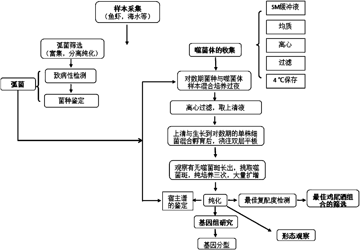 Lytic vibrio phage ValLY-3, bactericidal composition containing the same and application thereof