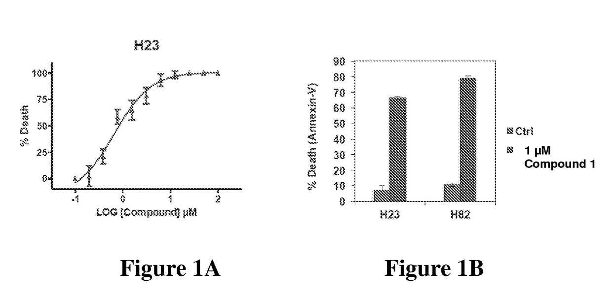 Phenylsulfonamido-benzofuran derivatives and uses thereof in the treatment of proliferative diseases