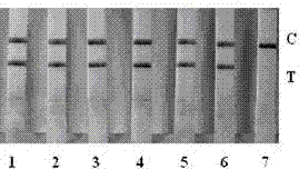 Novel isothermal loop-mediated vibrio parahaemolyticus nucleic acid labeling detection reagent