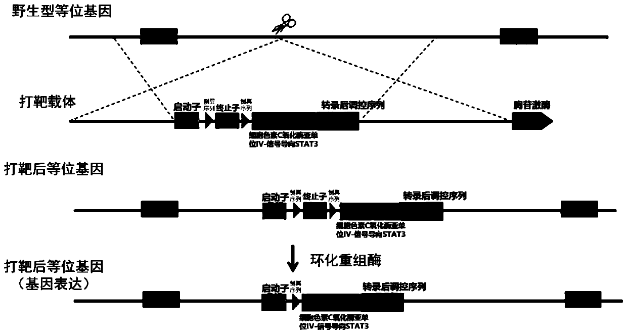 Construction method of STAT3 mitochondrial localization conditional gene knock-in mouse model