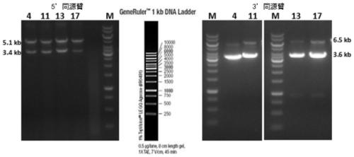 Construction method of STAT3 mitochondrial localization conditional gene knock-in mouse model