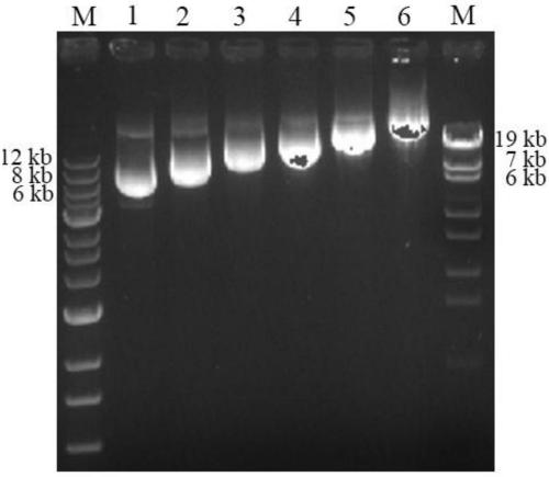 Anthropogenic lysozyme encoding gene and expressing method and application thereof in pichia pastoris