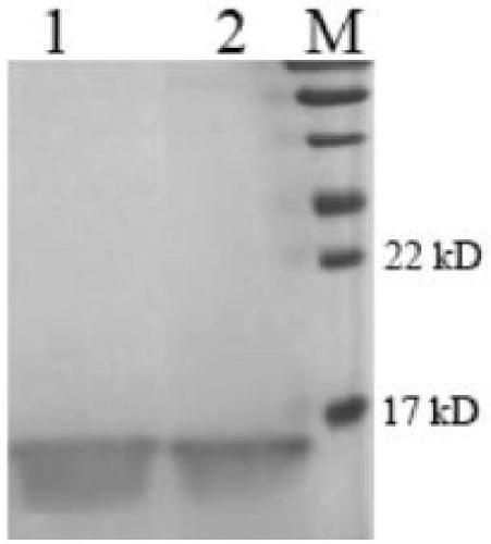 Anthropogenic lysozyme encoding gene and expressing method and application thereof in pichia pastoris